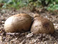 Kale aardappelbovist [Scleroderma bovista]